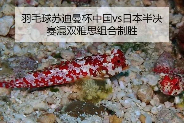 羽毛球苏迪曼杯中国vs日本半决赛混双雅思组合制胜